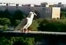 Битва экстрасенсов: сезон 11 – выпуск 6